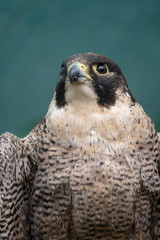 Peregreen falcon, bird of prey, photographed in the Drakensberg mountains near Cathkin Peak, Kwazulu Natal, South Africa