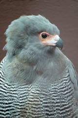 African harrier-hawk, attractive bird of prey, photographed in the Drakensberg mountains near Cathkin Peak, Kwazulu Natal, South Africa