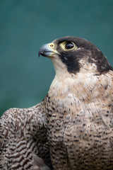 Peregreen falcon, bird of prey, photographed in the Drakensberg mountains near Cathkin Peak, Kwazulu Natal, South Africa