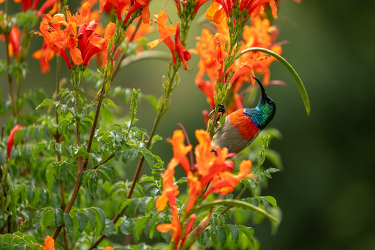 Colorful sunbird with iridescent colour feathers, photographed in the Drakensberg mountains near Cathkin Peak, Kwazulu Natal, South Africa
