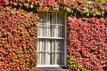 Fototapety  okno uczelni otoczone czerwonymi liśćmi