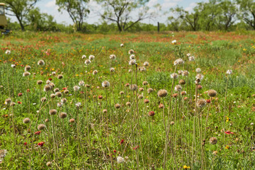 Fototapeta na wymiar Patch of Gaillardia Suavis (Perfumeballs) plant in West Texas prairie.