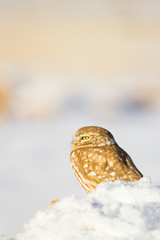 Winter and cute little owl. Winter nature background.