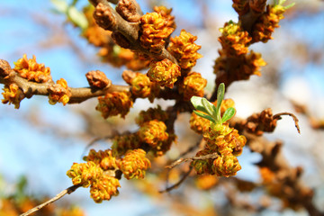 Flowering sea buckthorn in the garden. Close-up. Background.