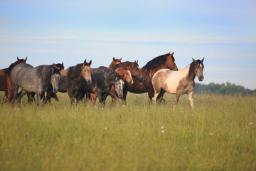 horses at the pasture