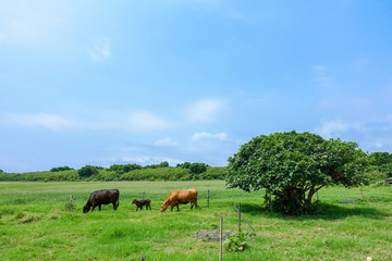 黒島の風景