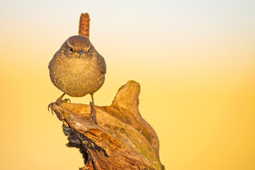 Cute little bird. Natural Background. Bird: Eurasian Wren. Troglodytes troglodytes.