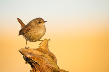 Cute little bird. Natural Background. Bird: Eurasian Wren. Troglodytes troglodytes.