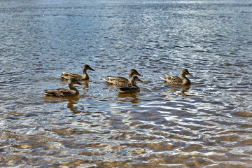 ducks on lake