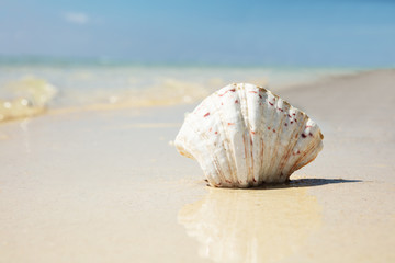 Scallop Seashell On The Reflective Sand At Beach