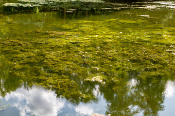 Blaualgen in einem Fluss, baden verboten