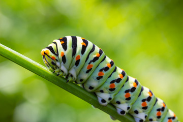 eine Raupe (Schwalbenschwanz) im Garten