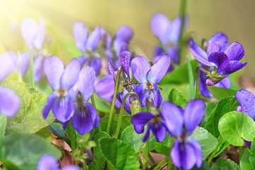 Violet violets flowers bloom in the spring forest. Viola odorata