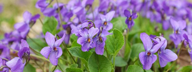 Violet violets flowers bloom in the spring forest. Viola odorata