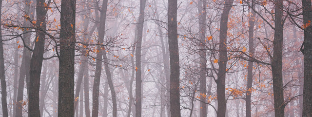 Autumn landscape, background - autumn forest with fallen leaves in the fog