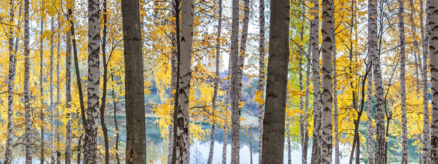 Birch grove against the lake on sunny autumn day, landscape, panorama, banner