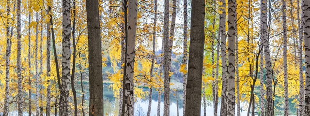 Foto op Plexiglas Berkenbos tegen het meer op zonnige herfstdag, landschap, panorama, banner © rustamank