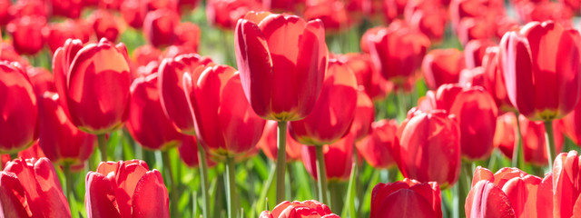 Group and close up of red single beautiful tulips growing in the garden