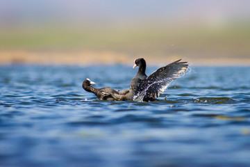 Fighting birds. Water nature habitat background.  Bird: Eurasian Coot. Fulica atra. 