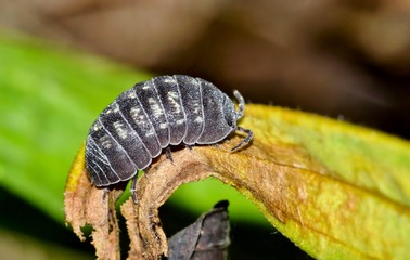 A close macro image of a Pill Bug, or Wood Louse crawling along a dead leaf in Houston, TX.