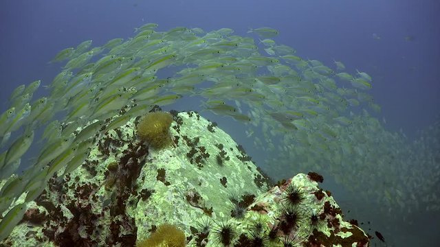 Filmed by : Sony AX700 with Gates Housing
Location : Thailand
Divesite : Chumphon
Viz : 20m