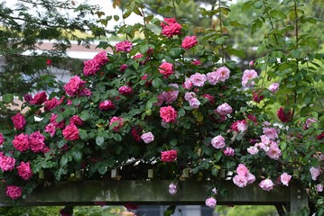 The roses in the rose garden are in full bloom.