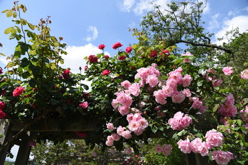 The roses in the rose garden are in full bloom.
