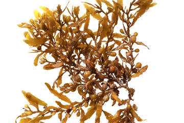 Pelagic brown algae in the genus Sargassum. The berry-like structures are gas-filled bladders known as pneumatocysts, which provide buoyancy to the plant.Isolated on white background