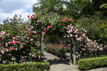The roses in the rose garden are in full bloom.