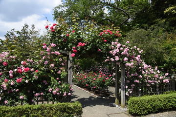 Obraz premium The roses in the rose garden are in full bloom.