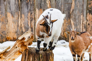 Portrait of two cute young small goats