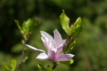 Beautiful spring flowers magnolia blossoming over blurred nature background, selective focus