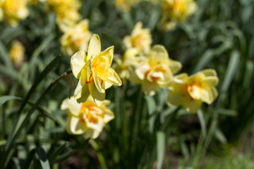 Closeup of flower bed with yellow blooming daffodils background or concept