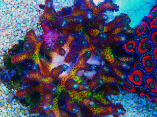 Fototapeta na wymiar Bird of Paradise SPS Coral - (Seriatopora sp.)