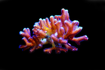 Bird of Paradise SPS Coral - (Seriatopora sp.)
