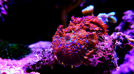 Red & Blue Superman mushroom coral - (Rhodactis sp.)