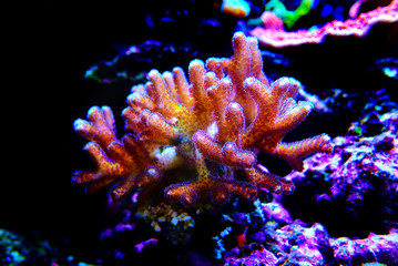 Fototapeta na wymiar Bird of Paradise SPS Coral - (Seriatopora sp.)