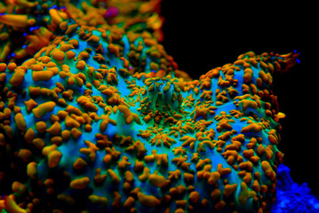 Red & Blue Superman mushroom coral - (Rhodactis sp.)