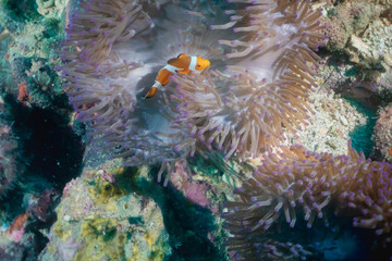 Fototapeta na wymiar Clown Fish Swimming into the Anemone - Orange anemone sigh swimming into purple anemone. Underwater shot. Perhentian Islands, Malaysia.