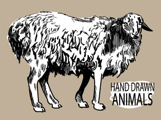 Sheep. Drawing by hand in vintage style. Wool.