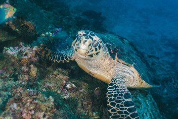 Naklejka na ściany i meble Sea Turtle looking at camera - Underwater photo of sea turtle resting over corals looking at camera. Scuba diving in Thailand, Phi Phi Islands.