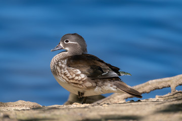 Mandarin duck female (Aix galericulata)