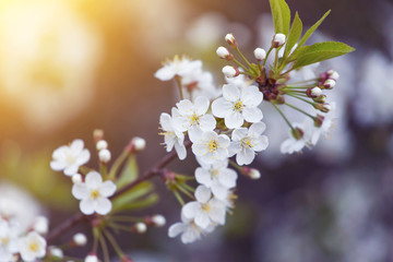 Spring bloom, blossom, flowers on cherry tree branch in sunlight close-up, macro. Bokeh background