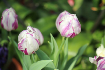 pretty white and purple striped tulips partially bloomed in a lush green garden