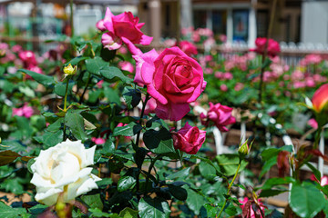 薔薇