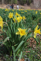 Fototapeta premium closeup of yellow daffodil in full bloom in a field of daffodils 