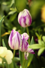 beautiful white and purple striped tulips in a lush green background