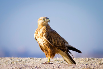 Bird of prey. Blue sky background. Bird: Long legged Buzzard. Buteo rufinus.  © Serkan Mutan