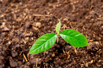 Young sprout growing