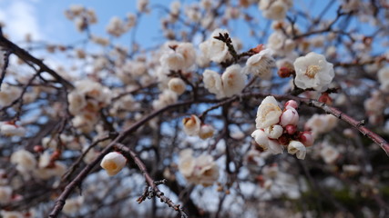 Plum tree